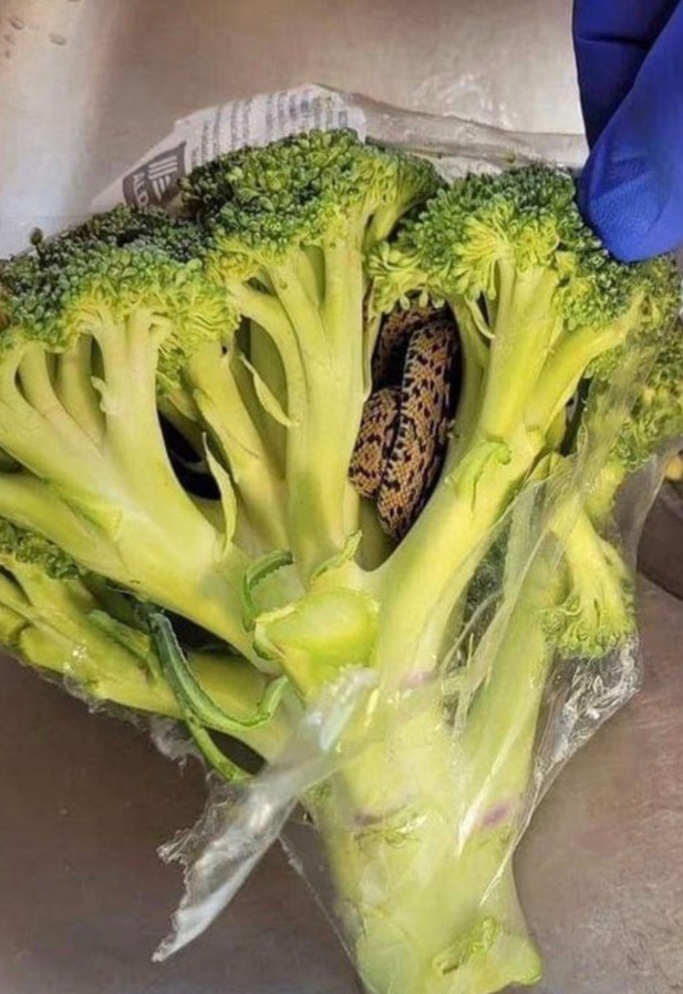 Grandfather Finds a Startling Surprise Hidden in Store-Bought Vegetables