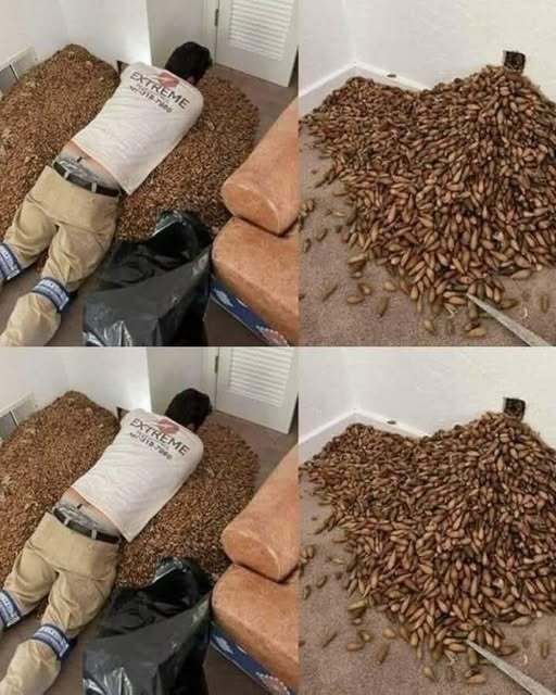 A man smells a strong smell in his house, when he finds out that he opens the wall he finds…