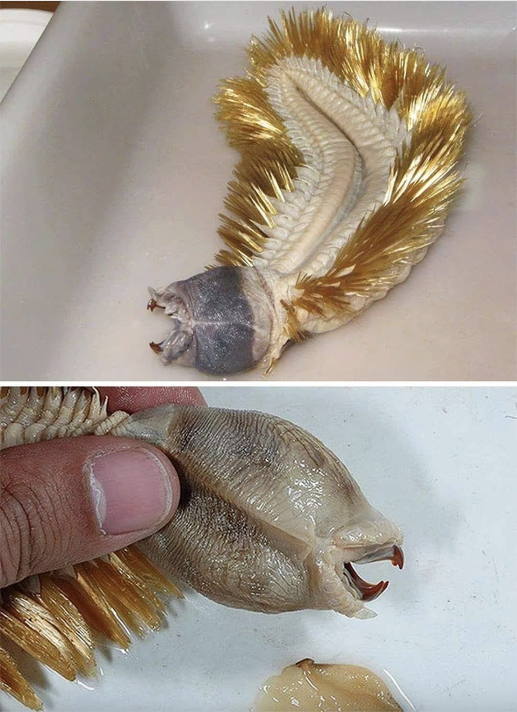 The Antarctic worm with teeth that will haunt your dreams