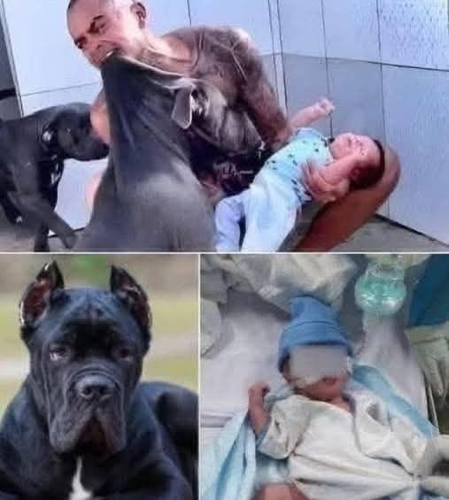 PITBULL DOG ATTACKS HIS OWNER’S SON AND… See more