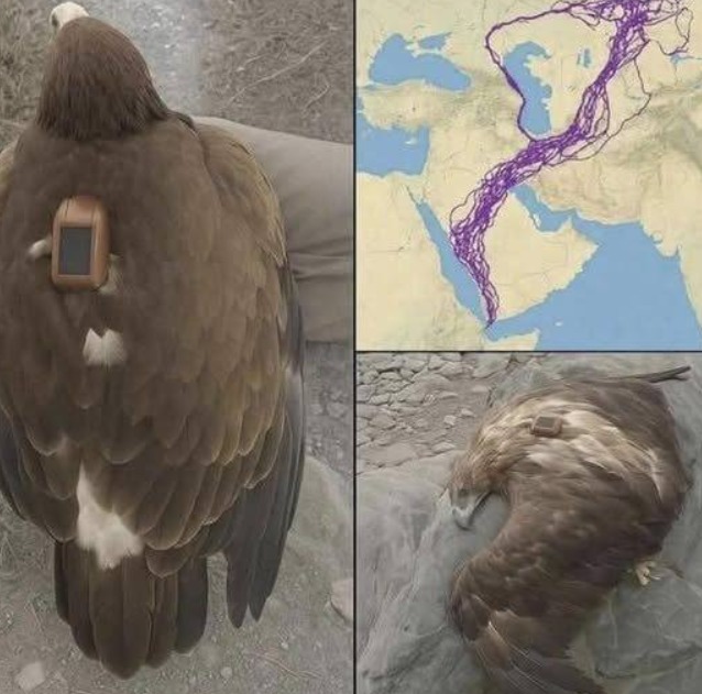 For 20 years, an eagle equipped with GPS puzzled scientists: reco… See more