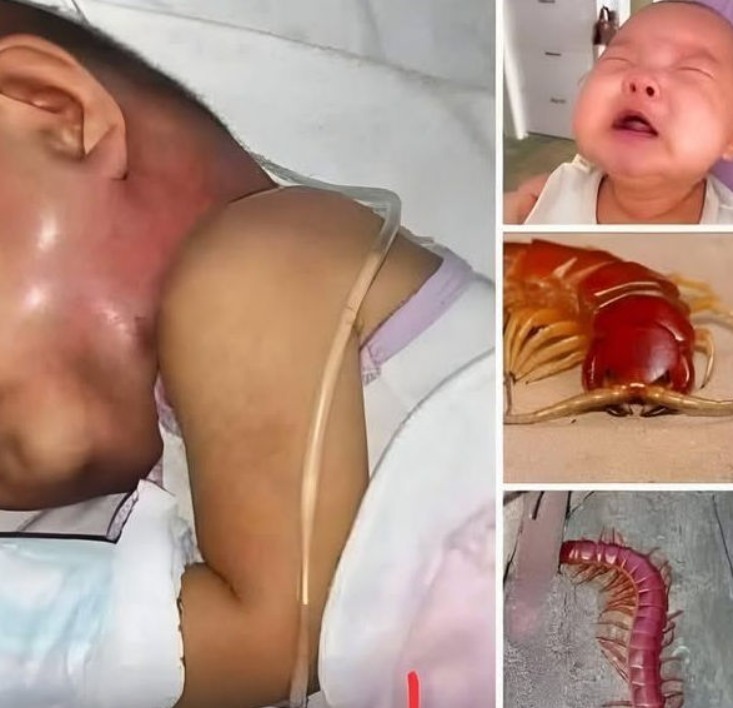 Why You Might Want to Rethink Killing That House Centipede