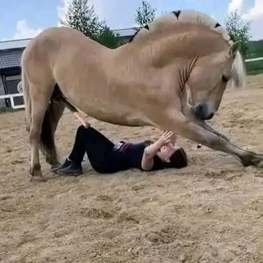 Tragedy at the Stables: The Accidental Death of a Young Equestrian