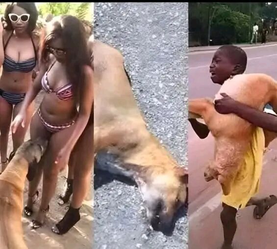 The Science Behind Dogs’ Sniffing: A Complete Guide for Pet Owners