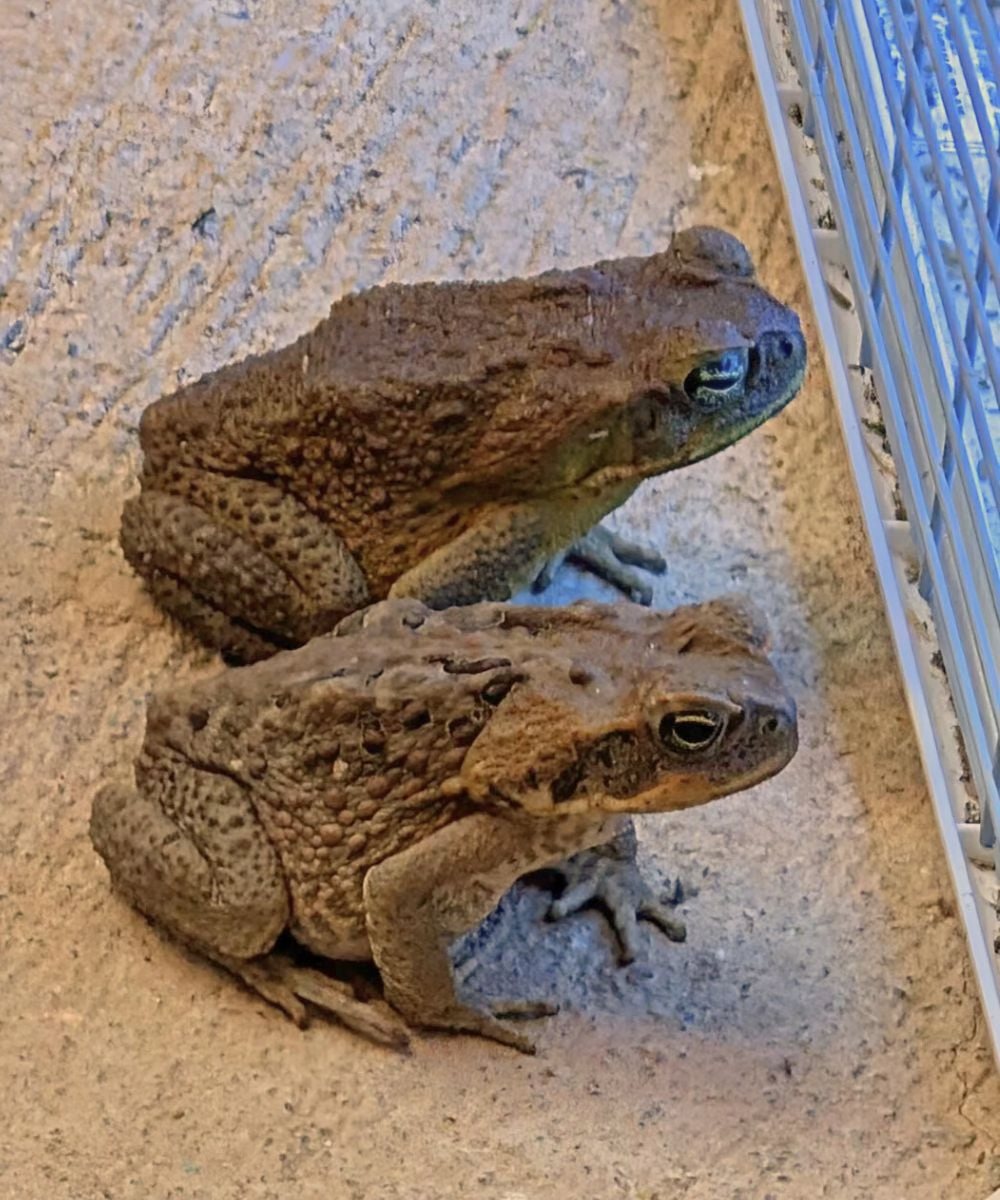 Why a Toad Might Appear in Your Home and What It Could Meanv