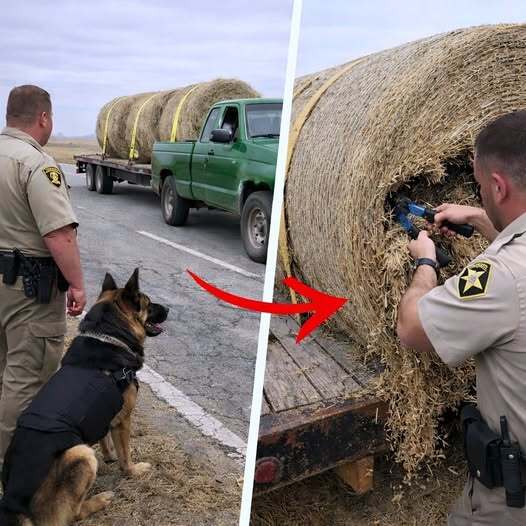 Vigilance on the Open Road: How a K9 Unit Helped Uncover a Hidden Crime
