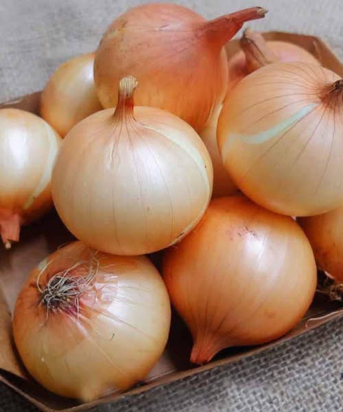 Onions in the Spotlight: Experts Highlight Everyday Health Benefits and Safe Consumption