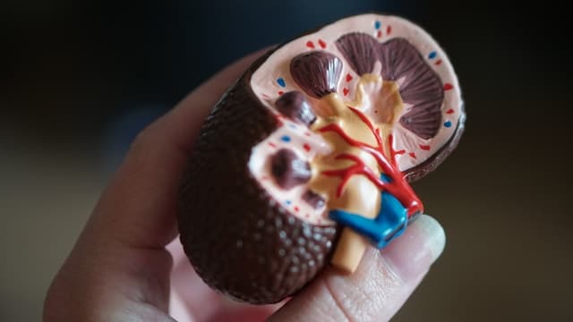 10 Warning Signs of Kidney Disease