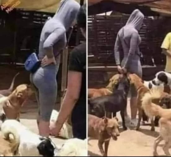 Did you know that if a dog sniffs your genitals, it’s because you have… See More