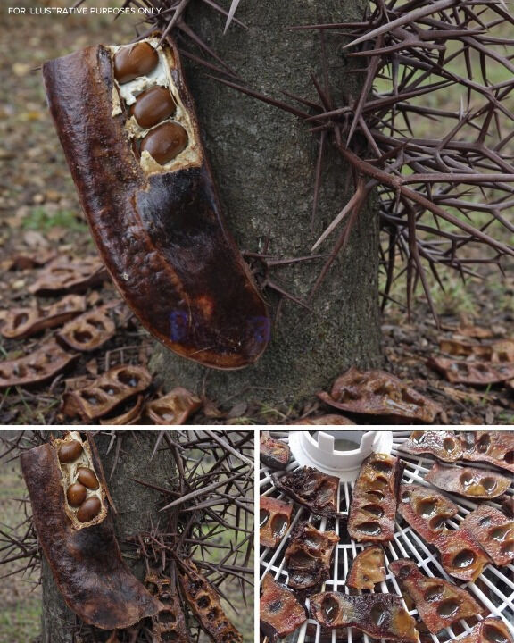 Honey Locust: A Versatile Native Tree with Deep Roots in Human and Ecological History