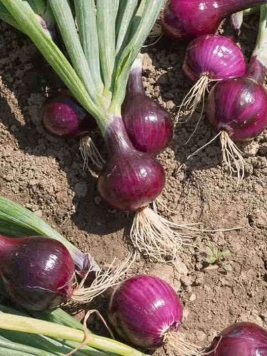Onions: Nutritional Value, Everyday Uses, and Benefits as Part of a Balanced Diet