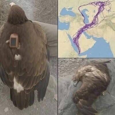 Scientists Track Eagle for 20 Years, Uncovering Hidden Patterns in Nature