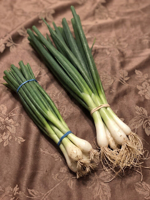 Green Onions vs Scallions vs Spring Onions vs Chives: What’s the Real Difference?