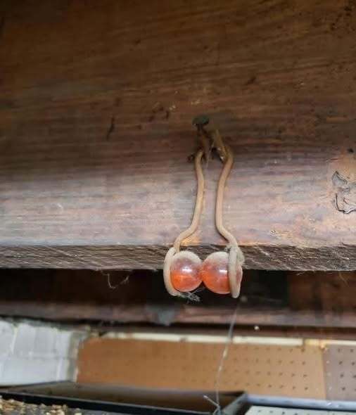 Strange Object Found Hanging in a Century-Old Basement Sparks Online Mystery