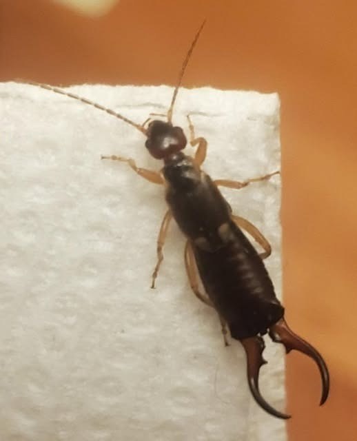 The Tiny Creature That Caused Big Fear