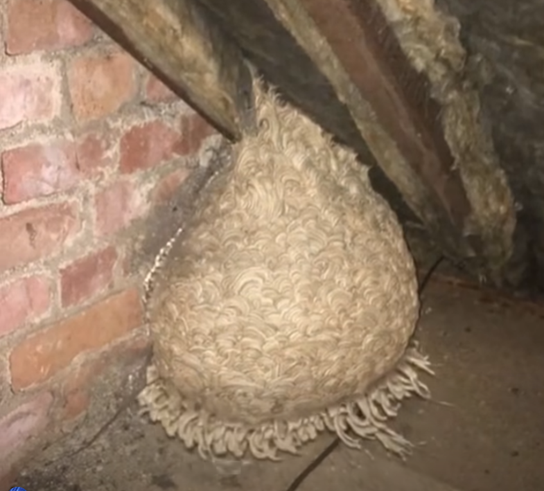 Homeowner Thought He Had Found a Dangerous Nest in His Attic — But the Discovery Inside Left Everyone Emotional